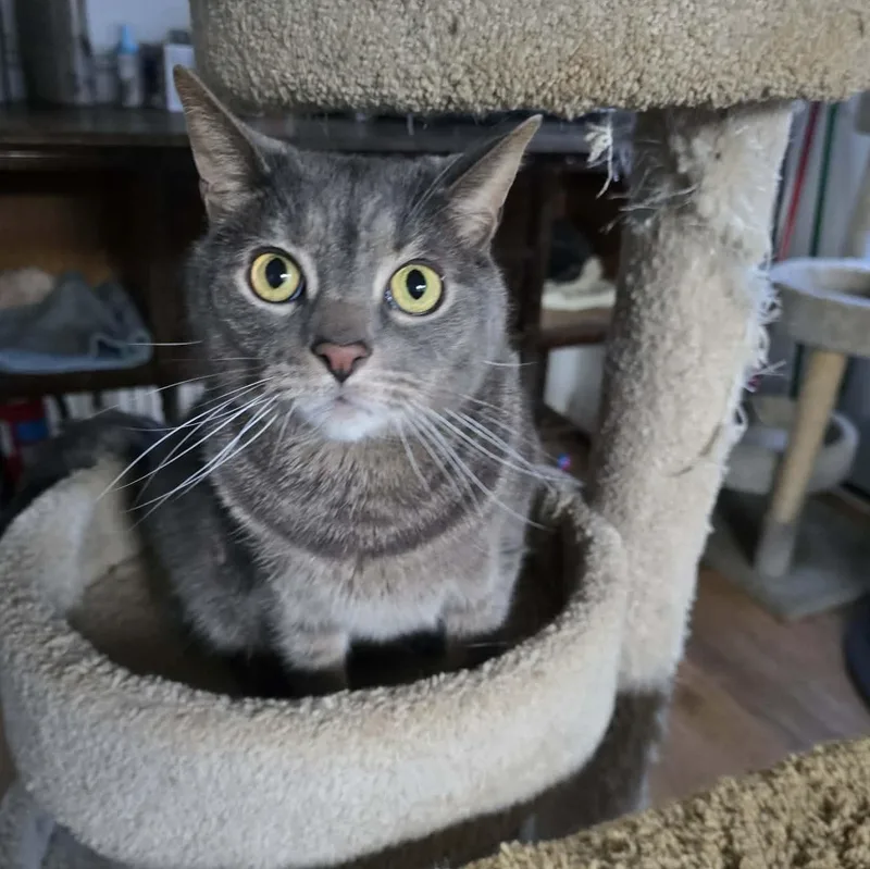 Theodore thumbnail 2