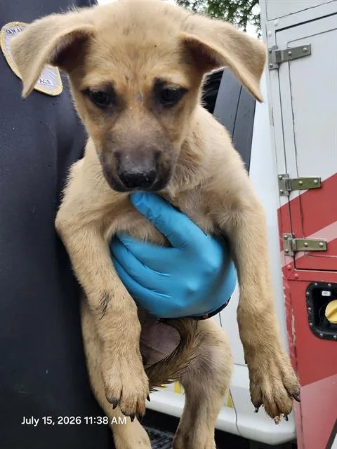 A baby small-sized female Labrador Retriever dog named Ruby for adoption in San Antonio, TX