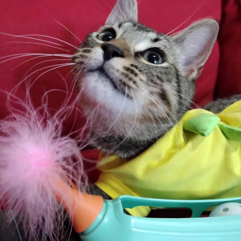 General Mayhem thumbnail 4