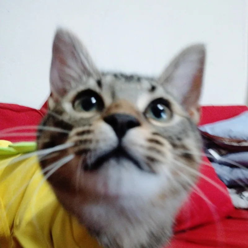 General Mayhem thumbnail 5