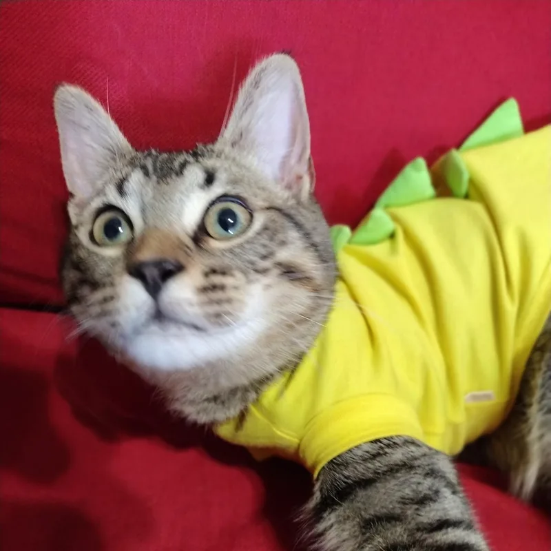 General Mayhem thumbnail 6