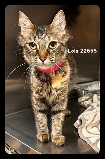 A young medium-sized female Domestic Medium Hair cat named Lola for adoption in Marietta, GA