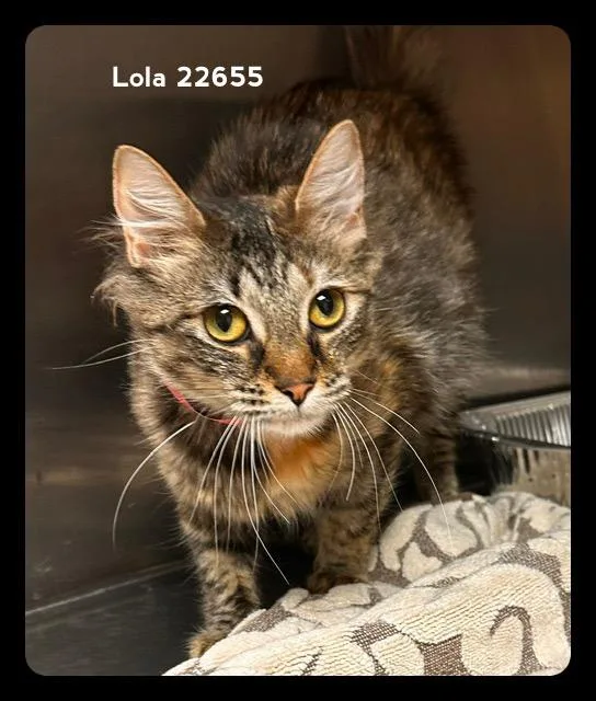 Lola thumbnail 2