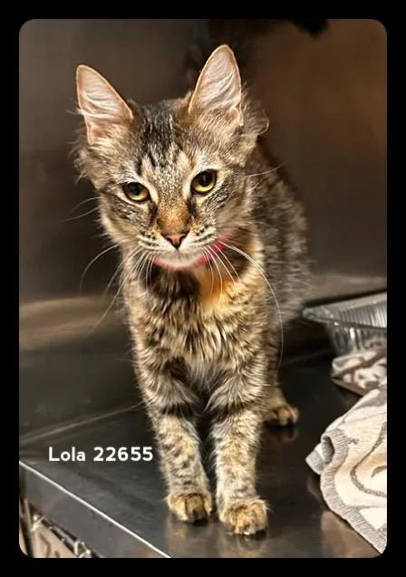 Lola thumbnail 3