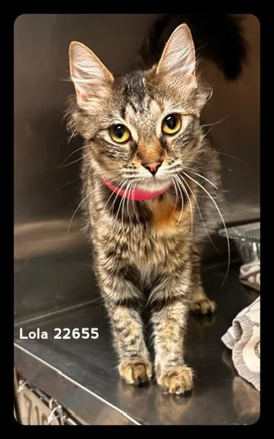 Lola thumbnail 4
