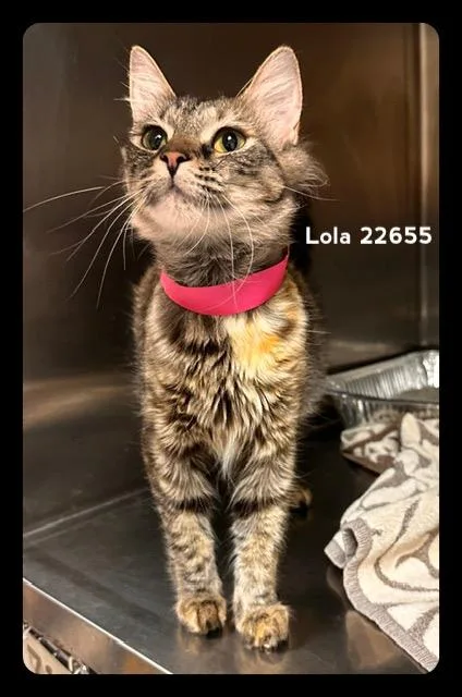 Lola thumbnail 5