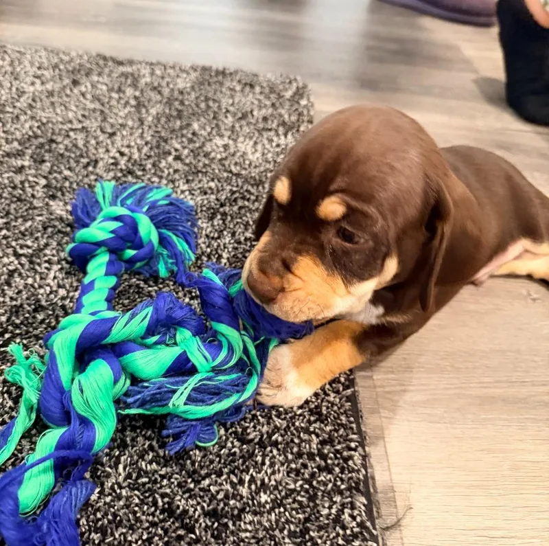 A baby medium-sized male Australian Cattle Dog / Blue Heeler named Harry for adoption in Salt Lake City, UT