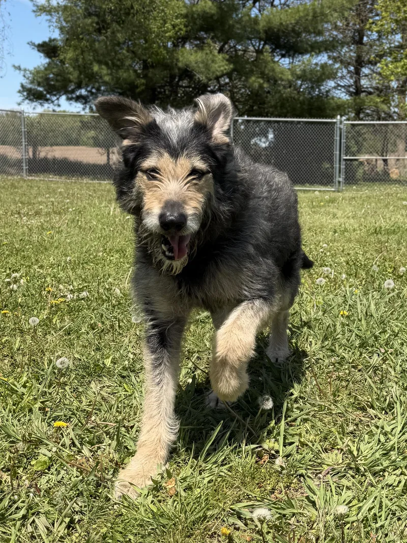 An adult large-sized male Gray / Blue / Silver Irish Wolfhound dog named Bernie for adoption in Jefferson, WI