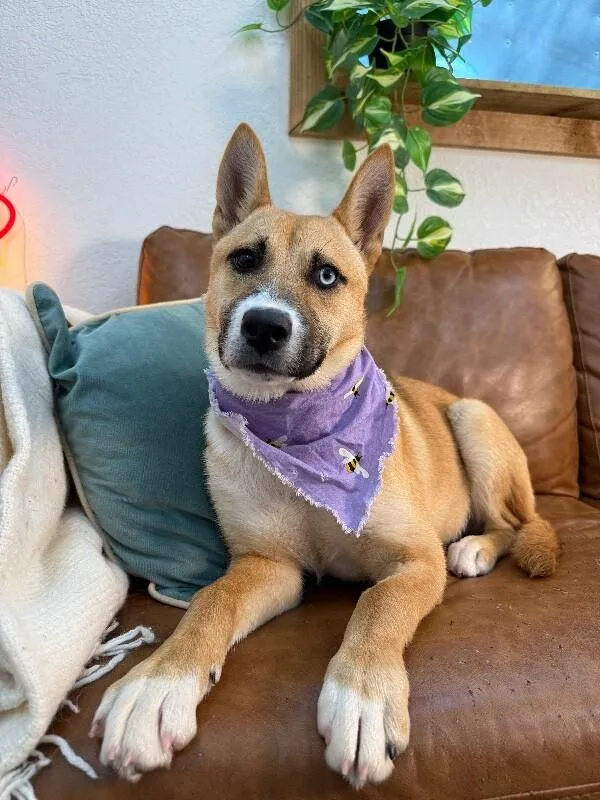 A baby medium-sized female Yellow / Tan / Blond / Fawn Husky dog named Honey Lullaby Skye for adoption in Friendswood, TX