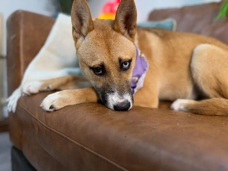 Honey Lullaby Skye thumbnail 4