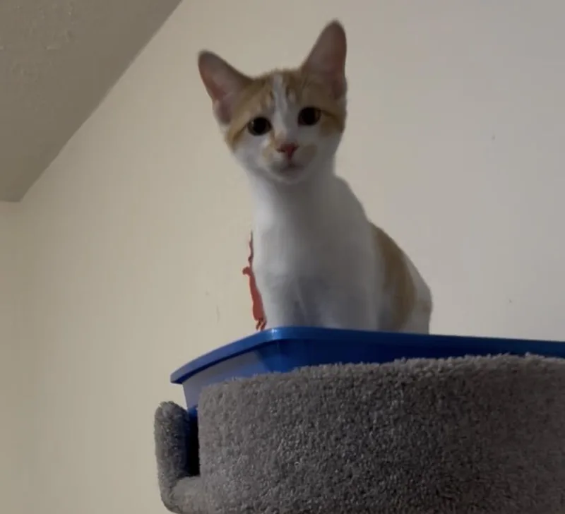 A young small-sized female Domestic Short Hair cat named Clementine for adoption in Springfield, MO