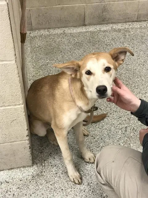 A young medium-sized female Australian Kelpie dog named Summer for adoption in Conroe, TX