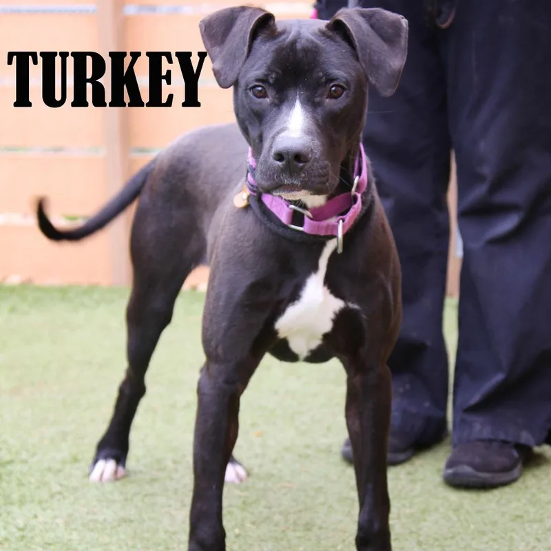 Turkey thumbnail 2