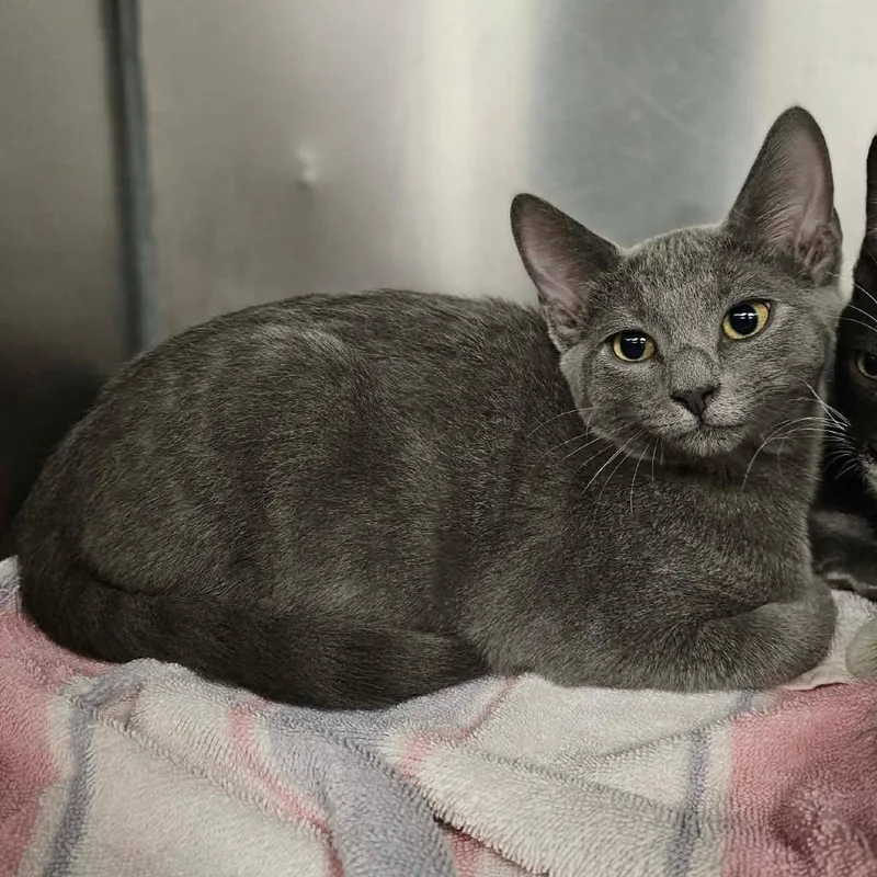 A baby small-sized male Gray / Blue / Silver Domestic Short Hair cat named Kamuro for adoption in Martinsville, VA