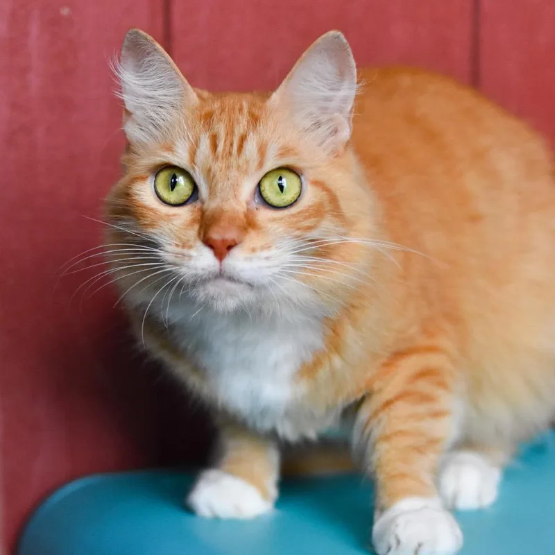 An adult medium-sized female Orange / Red Domestic Medium Hair cat named Sunshine for adoption in Kailua Kona, HI