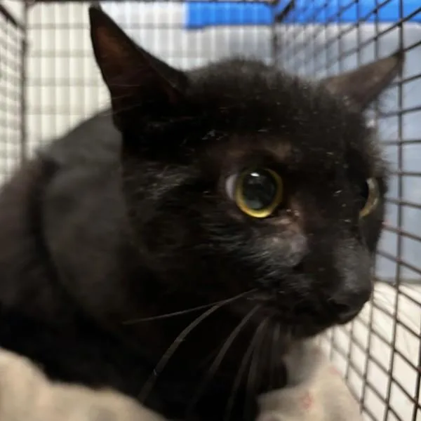 A young small-sized female Domestic Short Hair cat named Crosby for adoption in Des Moines, IA