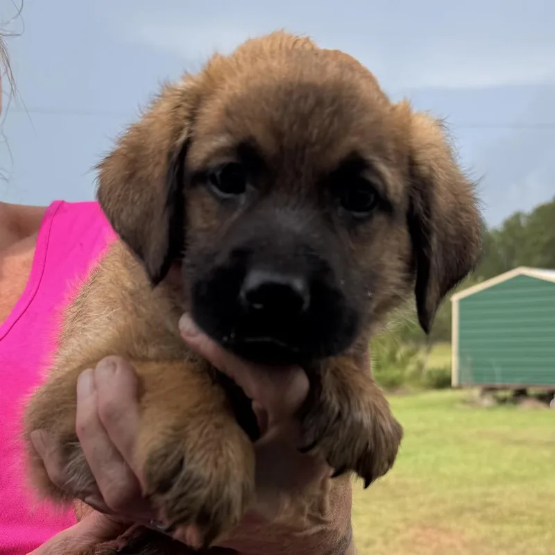 A baby medium-sized female Brown / Chocolate German Shepherd Dog named Tilly for adoption in Loxahatchee, FL