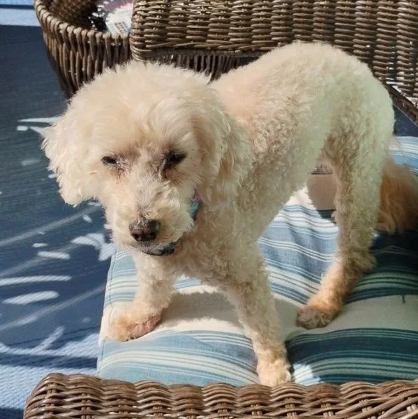 A senior small-sized female Poodle dog named Lucy for adoption in Severn, MD