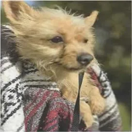 A young small-sized female Terrier dog named Marie for adoption in San Antonio, TX