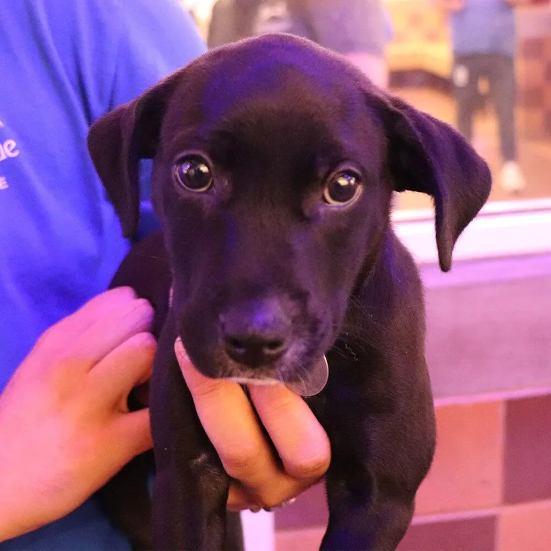 A baby small-sized female Mixed Breed dog named Nala for adoption in Port Washington, NY