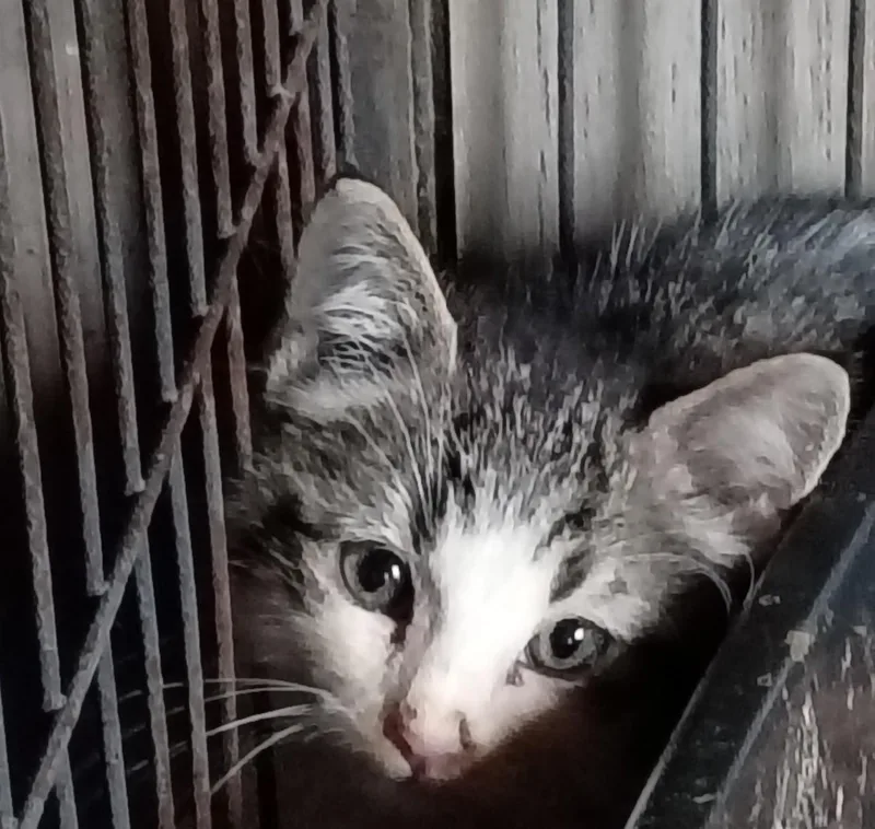 Leo