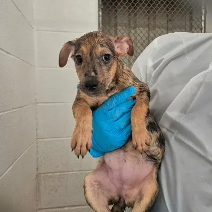 A baby medium-sized female Australian Shepherd dog named Abby for adoption in Morton Grove, IL