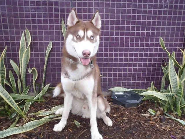 A senior large-sized male Husky dog named Redford Muno for adoption in Los Angeles, CA