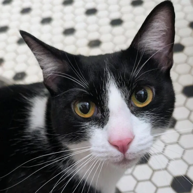 Freddie thumbnail 3
