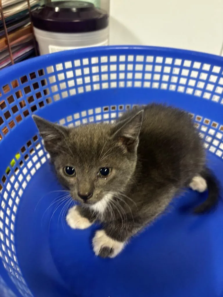 A baby medium-sized male American Shorthair cat named Juba for adoption in Rockport, TX