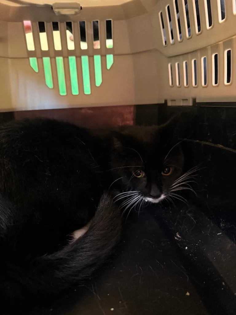 A young medium-sized male Domestic Short Hair cat named Mamoru for adoption in Burnsville, NC