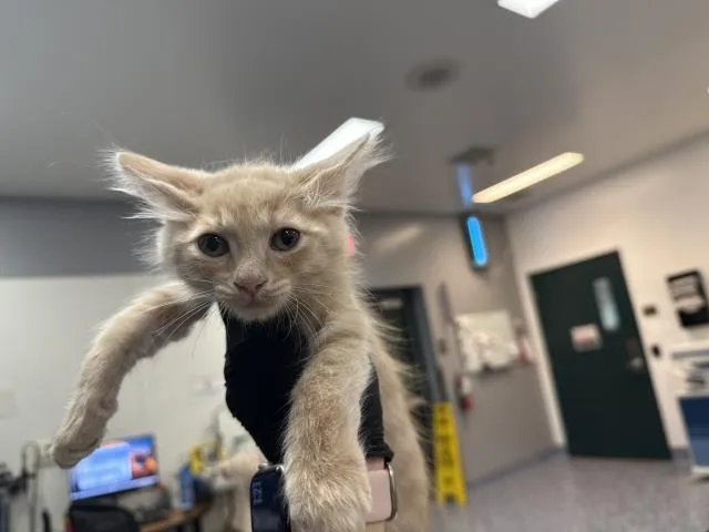 A baby small-sized male Domestic Short Hair cat named Julius for adoption in Thousand Palms, CA