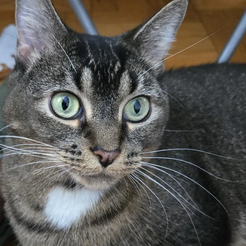 Bebe