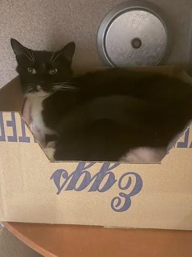 An adult medium-sized male Domestic Short Hair cat named Zaza for adoption in Washington, DC