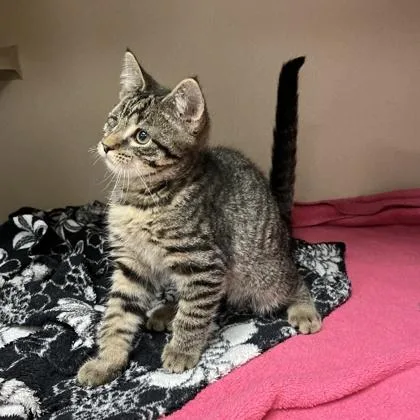 A young small-sized male Domestic Short Hair cat named Weston for adoption in Quakertown, PA