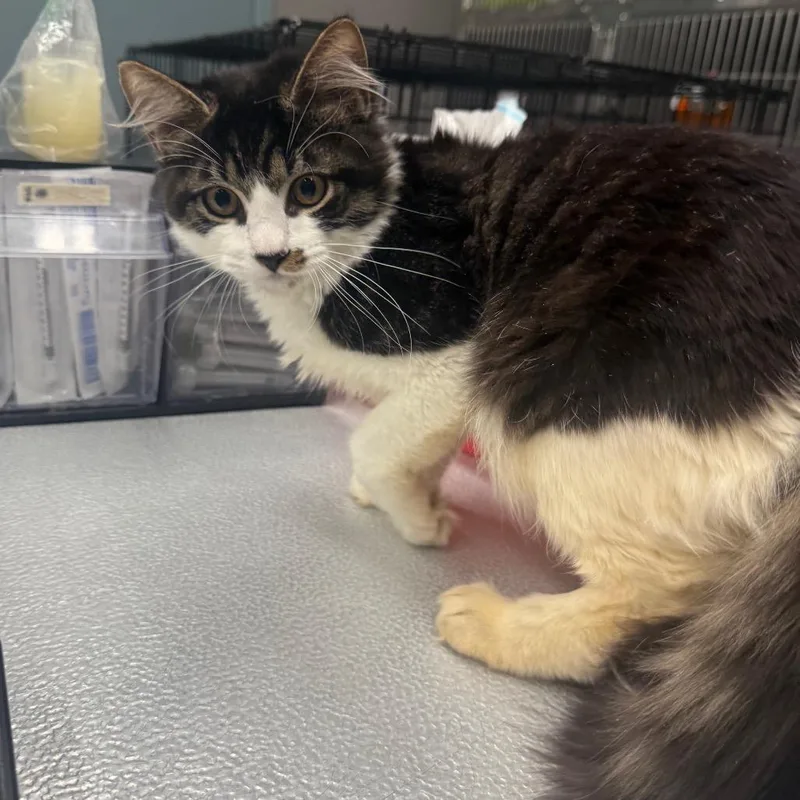 A baby medium-sized male Brown / Chocolate Domestic Medium Hair cat named Mandrake for adoption in Spokane, WA