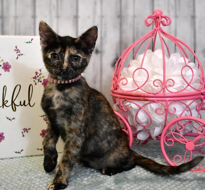A baby small-sized female Domestic Short Hair cat named Tanya for adoption in Roanoke, TX