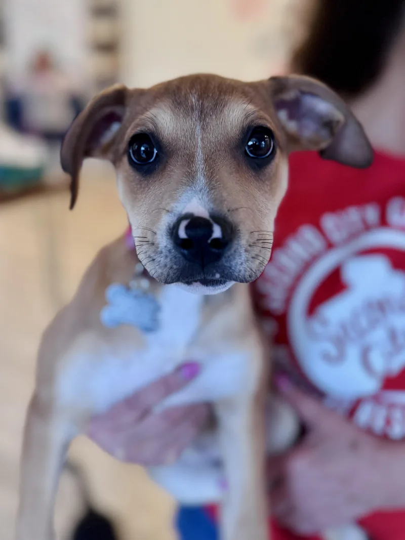 Madalena thumbnail 3