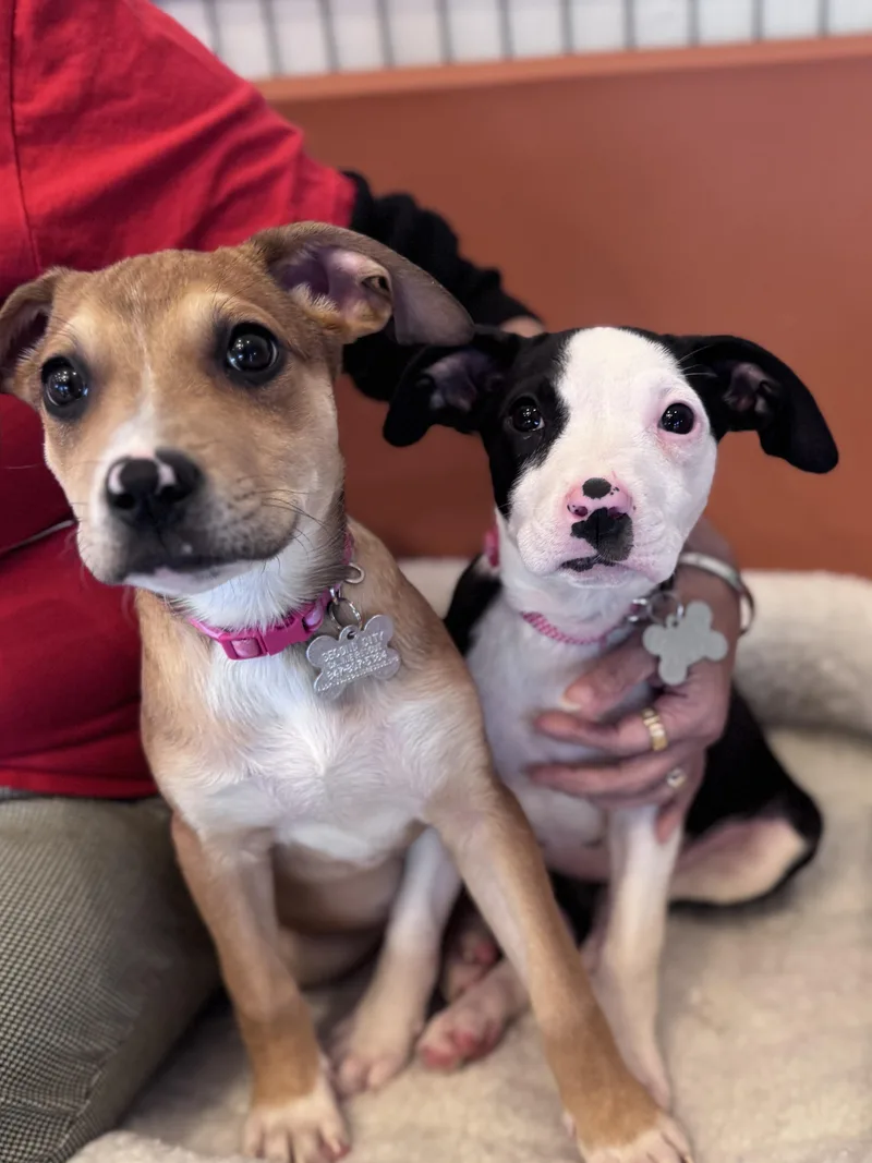 Madalena thumbnail 4