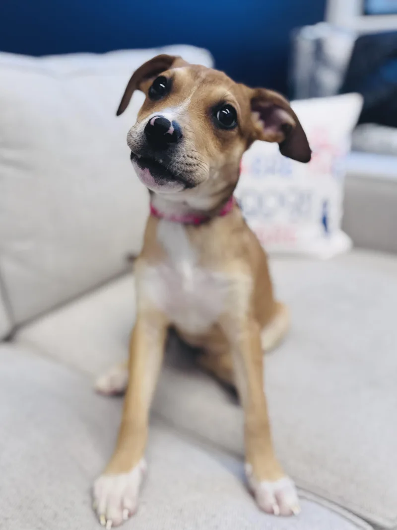 Madalena thumbnail 5