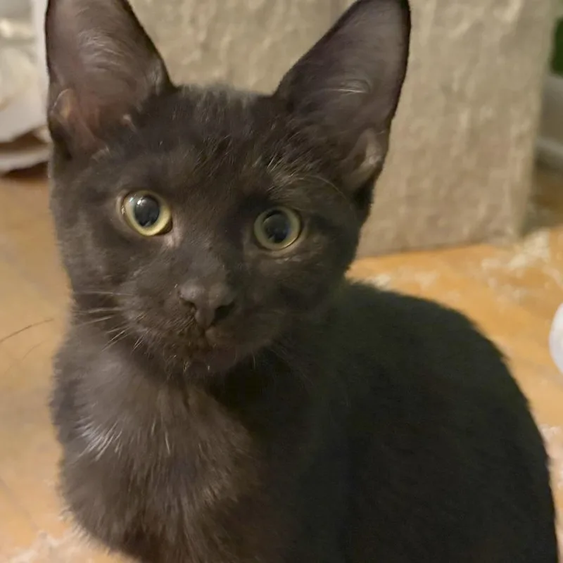 A baby small-sized male Black Domestic Short Hair cat named Vader for adoption in Medina, OH