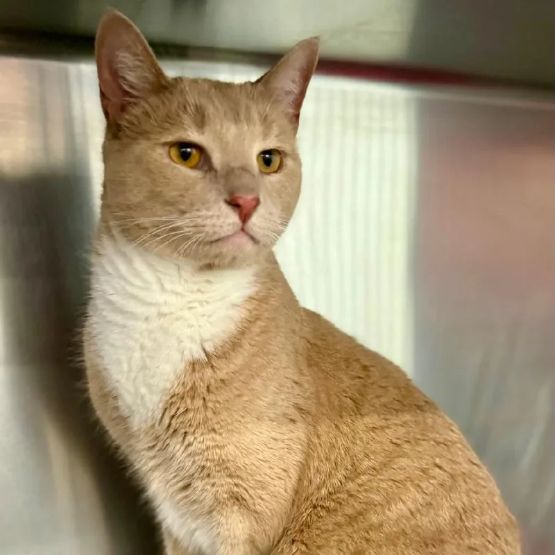 An adult medium-sized male Orange & White Domestic Short Hair cat named Dexter for adoption in Gastonia, NC