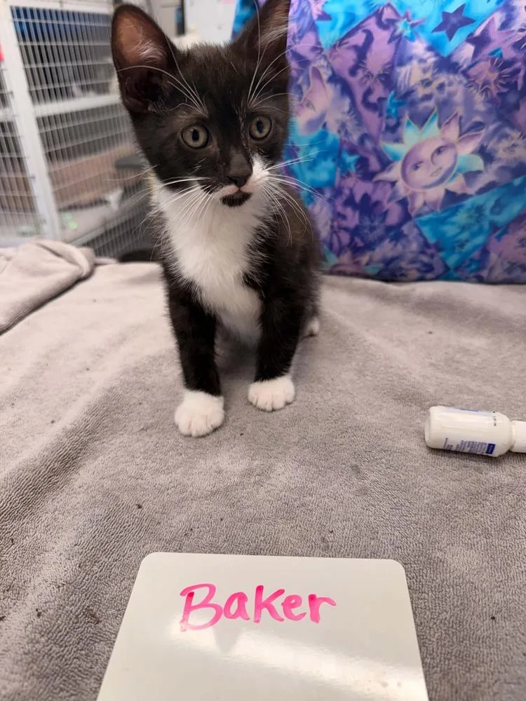 A baby small-sized male Black & White / Tuxedo Domestic Short Hair cat named Baker for adoption in Vancouver, WA