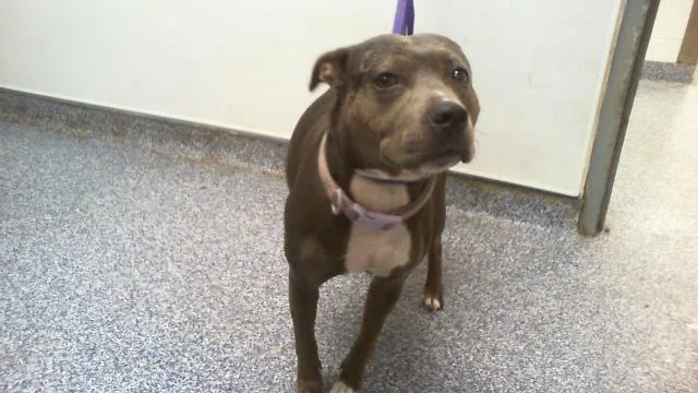 An adult medium-sized female Pit Bull Terrier dog named Alice for adoption in Charlotte, NC