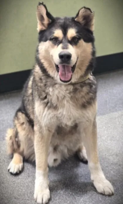 An adult large-sized male Siberian Husky dog named Max for adoption in Los Angeles, CA