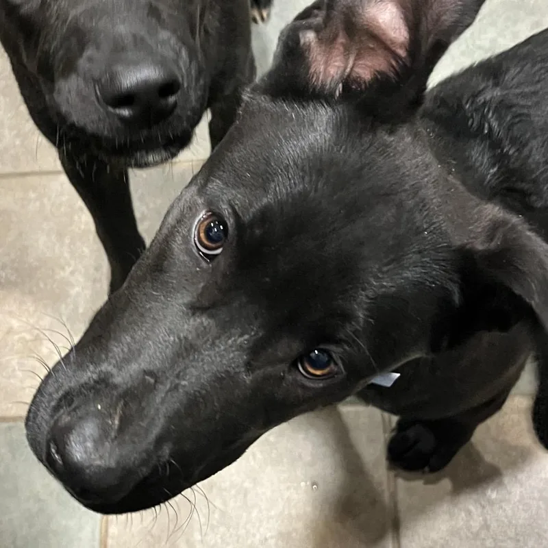 A young medium-sized male Black Mixed Breed dog named Rockstar for adoption in Chattanooga, TN