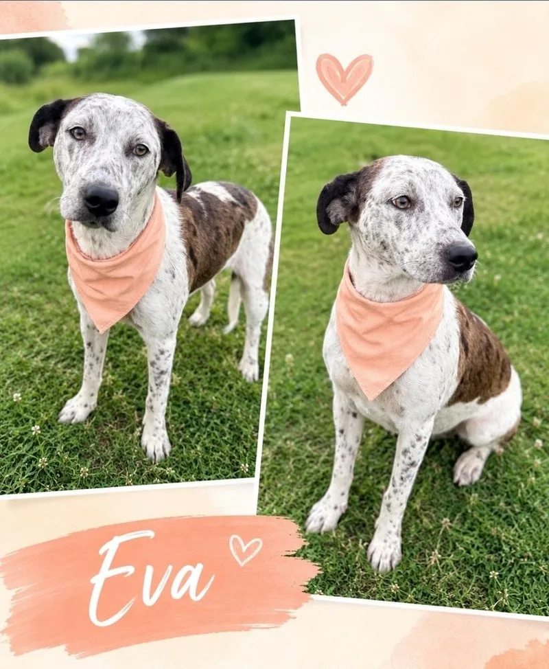 A baby large-sized female Catahoula Leopard Dog dog named Eva for adoption in China Township, MI