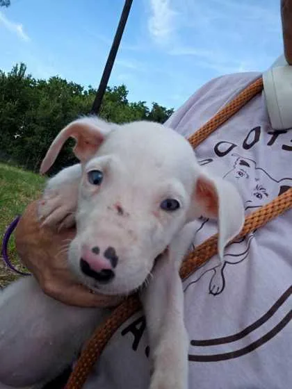 A baby large-sized female Collie dog named Blyth for adoption in Morton Grove, IL