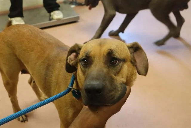An adult large-sized female Mixed Breed dog named Hazel for adoption in Columbia, SC