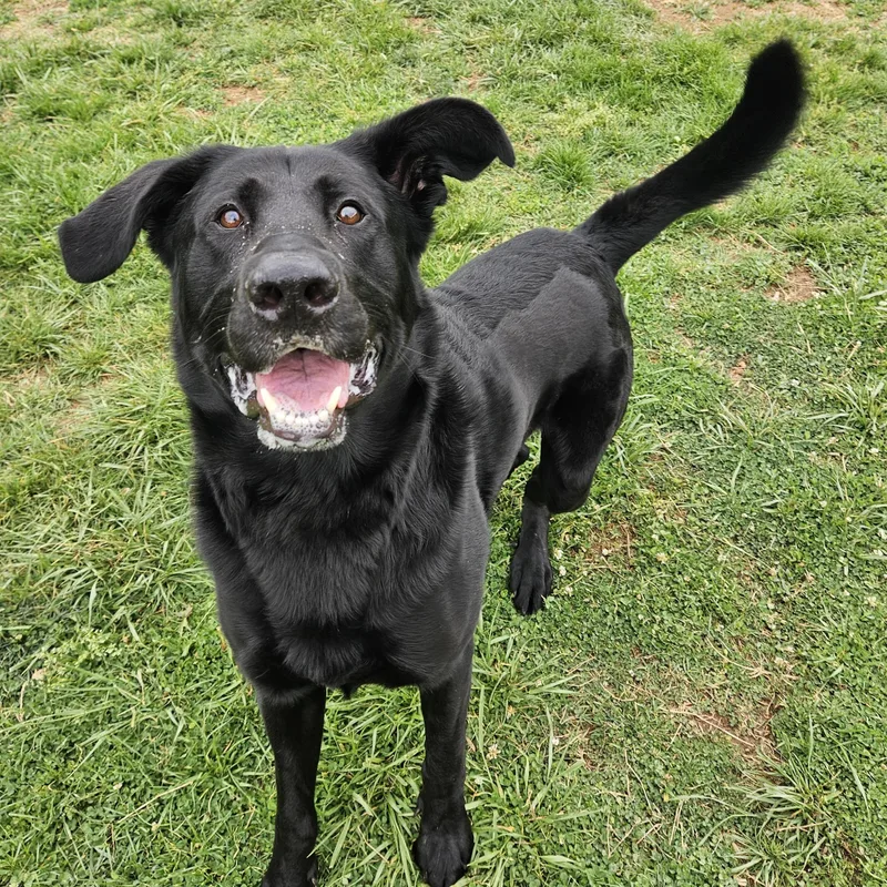A young large-sized male Black Shepherd dog named Toby for adoption in Culpeper, VA