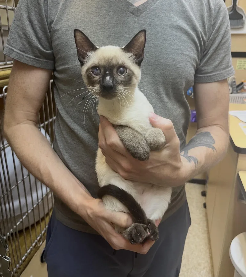A baby medium-sized male Cream / Ivory Siamese cat named Bam Bam for adoption in Austin, TX